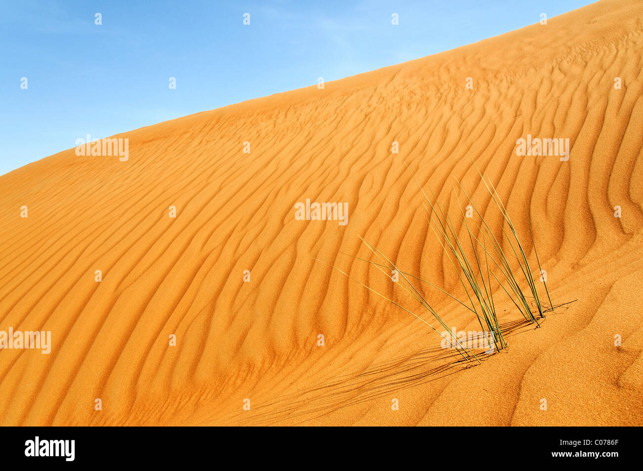 Side of a dune with wind ripples and grass, Wahiba Sands, Oman, Middle East Stock Photo