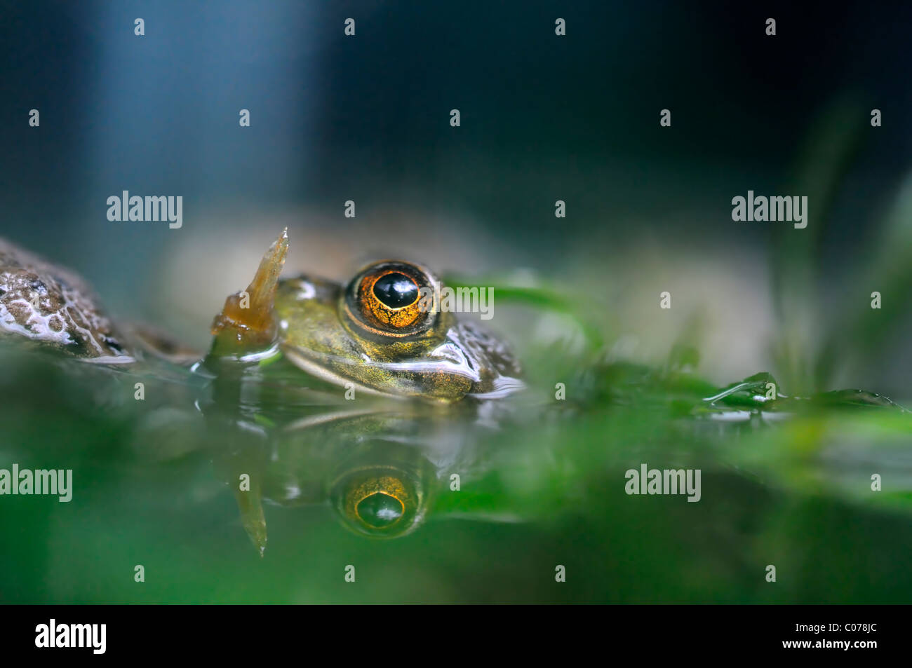 Close up of the eyes of a Common Frog in a pond view viewpoint water eye level Stock Photo