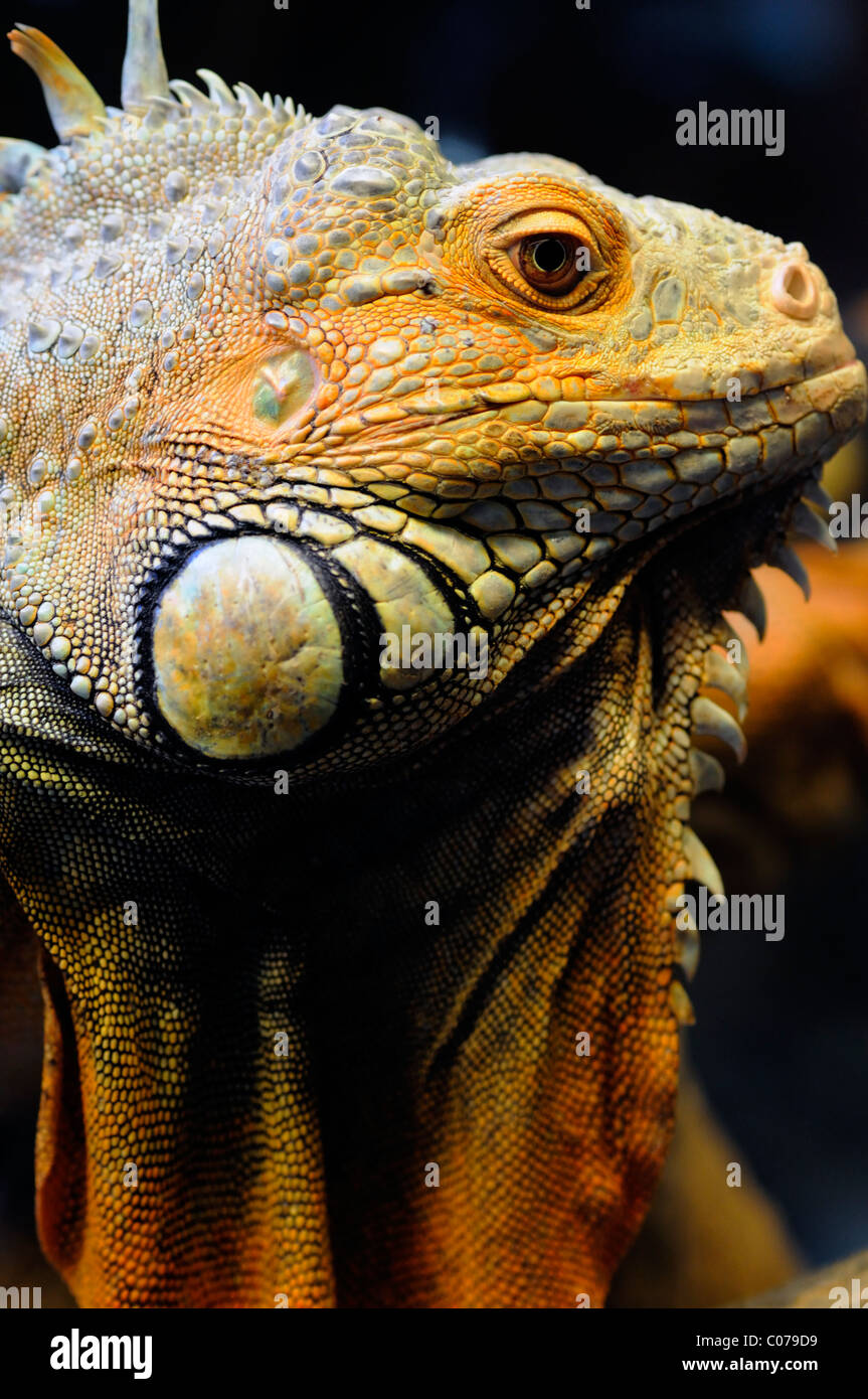 Green Iguana or Common Iguana (Iguana iguana) lizard herbivore Stock Photo