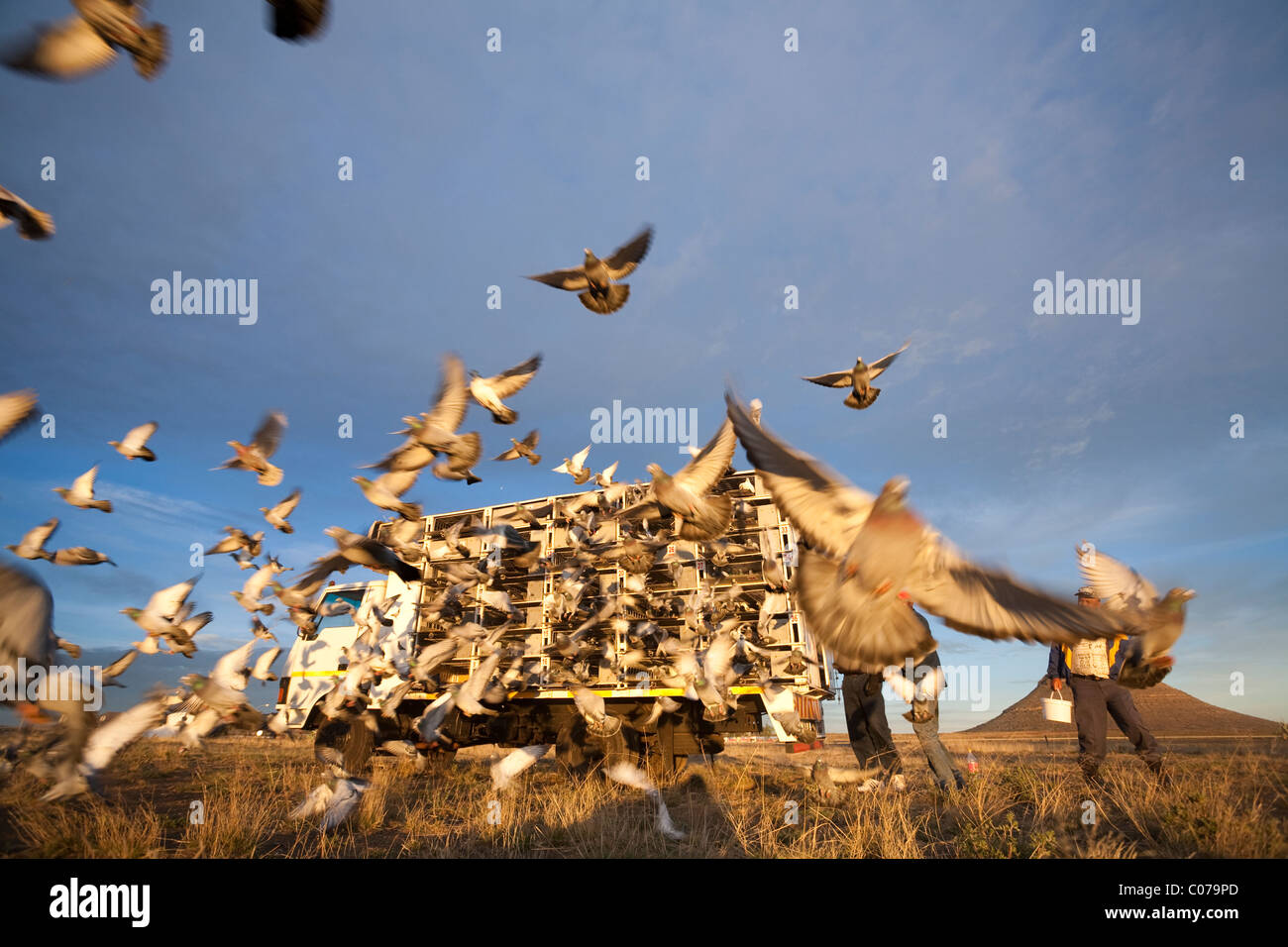 Pigeons Of South Africa High Resolution Stock Photography and Images ...