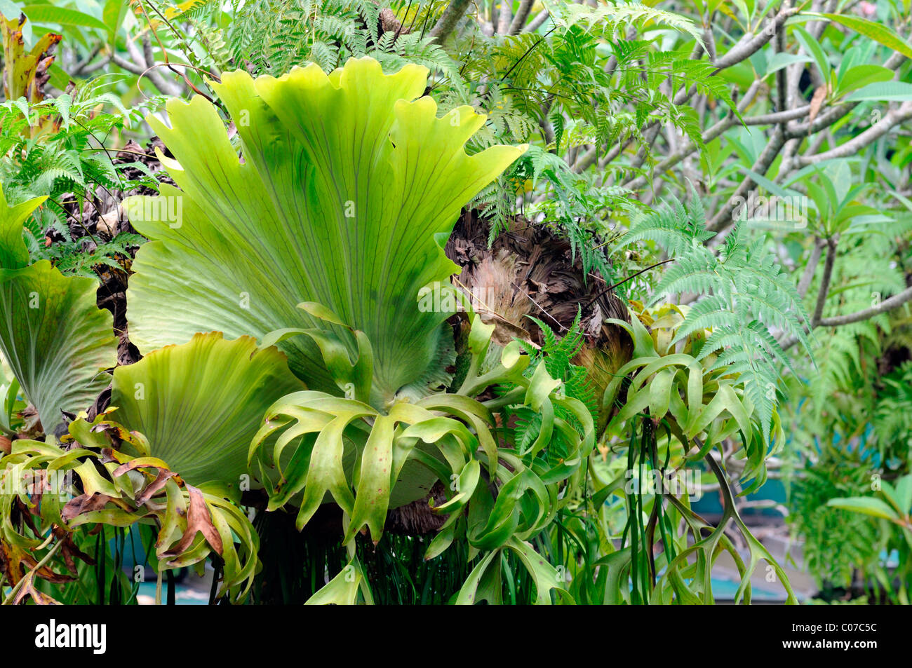 Epiphytic Ferns High Resolution Stock Photography and Images - Alamy