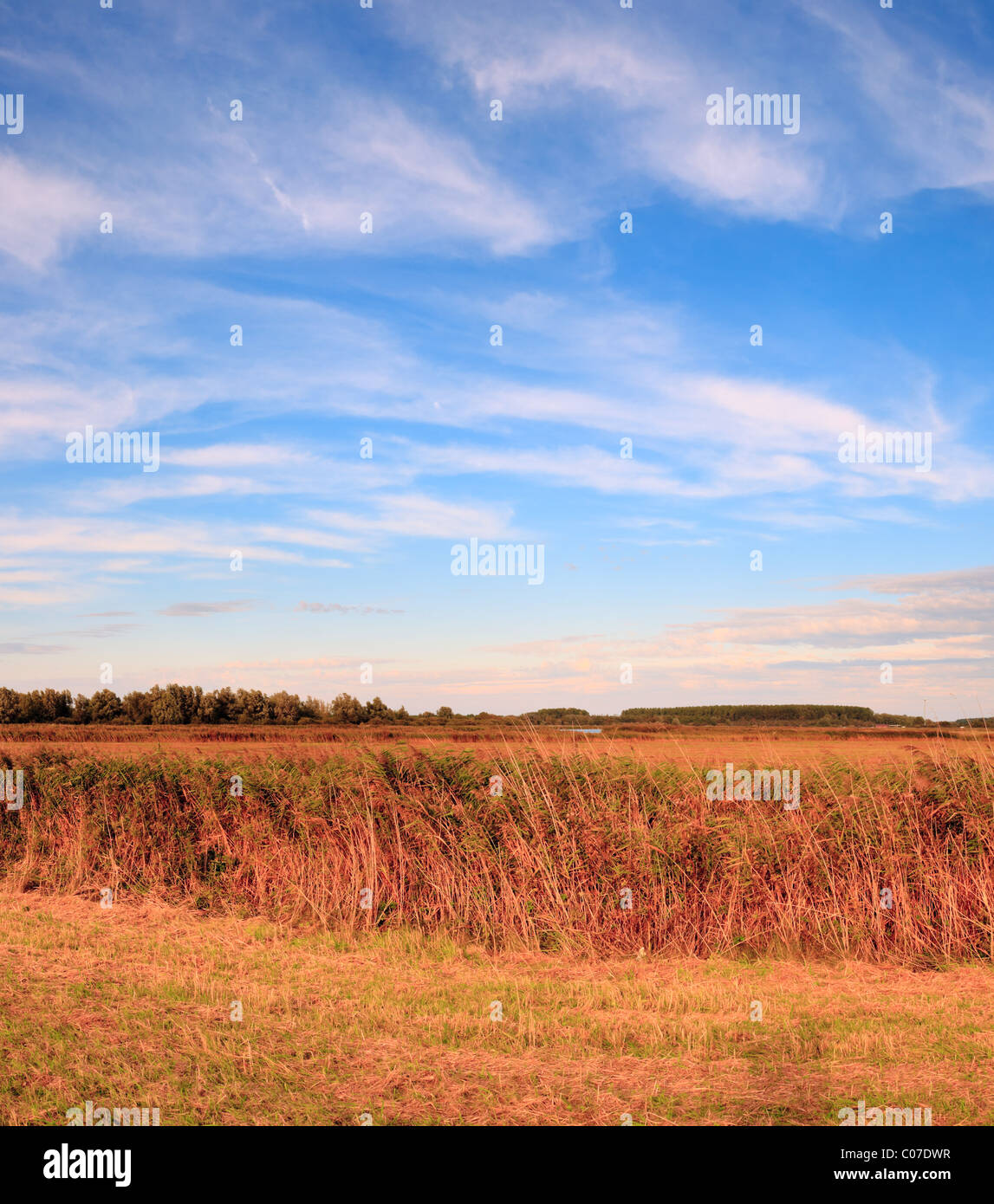 Yellow field of grass with trees in the background under blue cloudy ...
