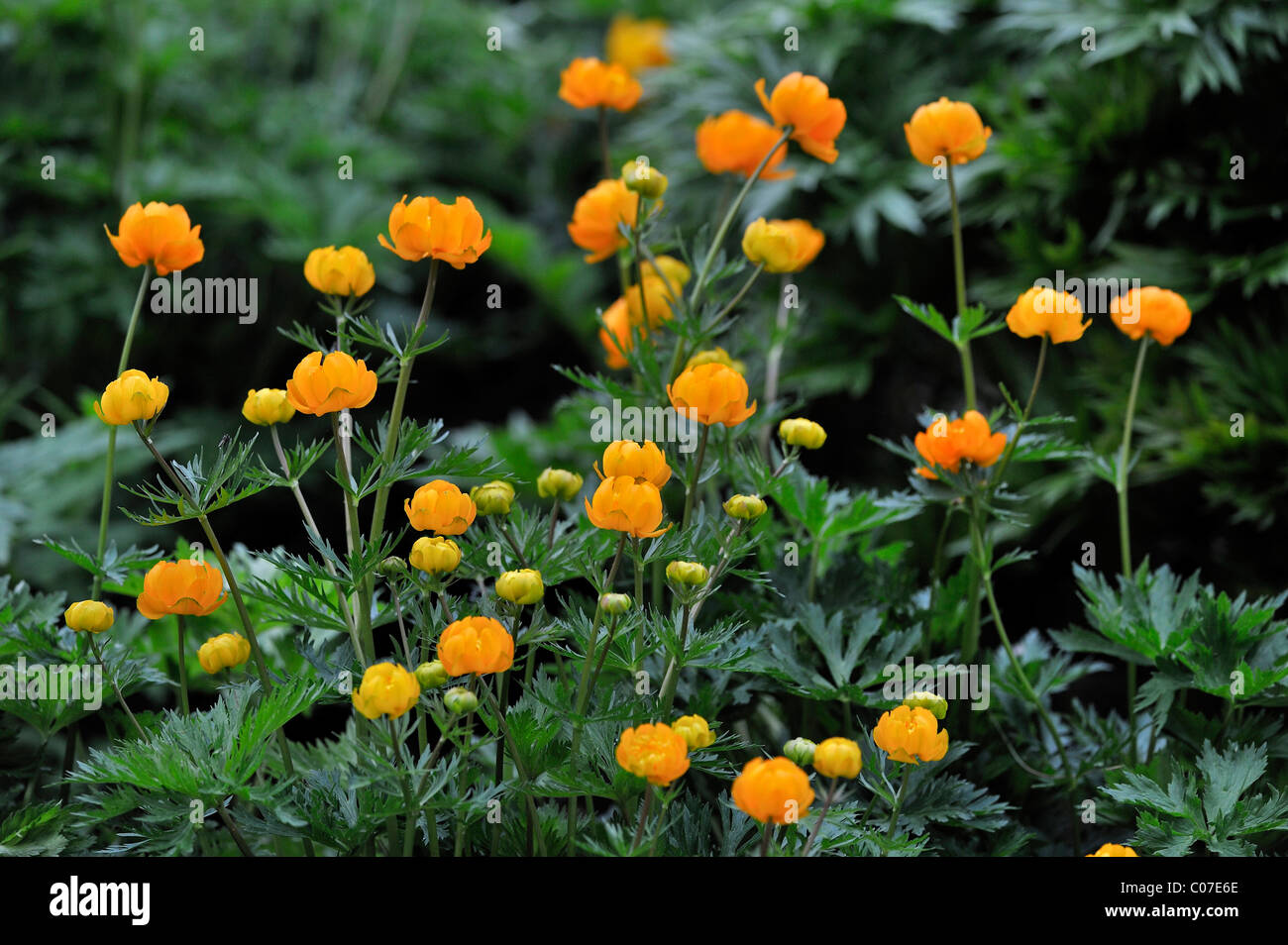 Asian Globeflower (Globe-flower asiaticus), Asia Stock Photo