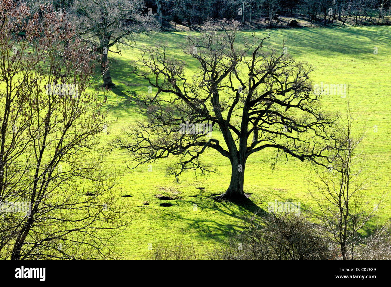 Oak tree in green field Stock Photo - Alamy