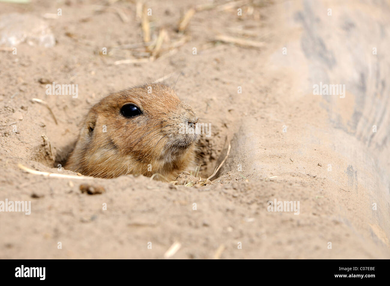 Prarie dog burrows hires stock photography and images Alamy