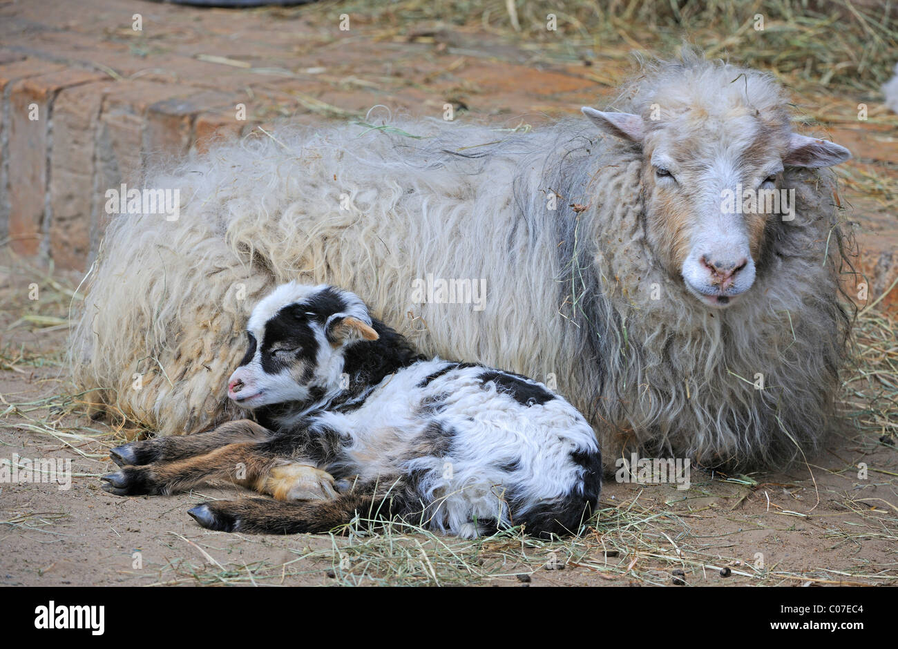 Skudde variety, domestic sheep (Ovis aries), lamb resting near dam Stock Photo