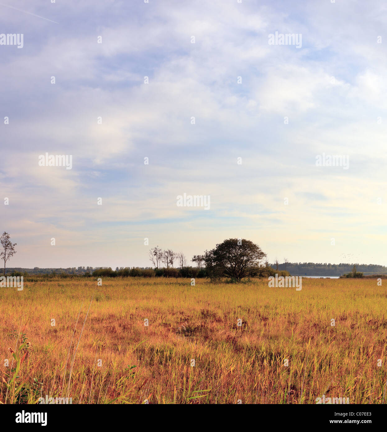 Yellow field of grass with tree under blue cloudy sky Stock Photo - Alamy