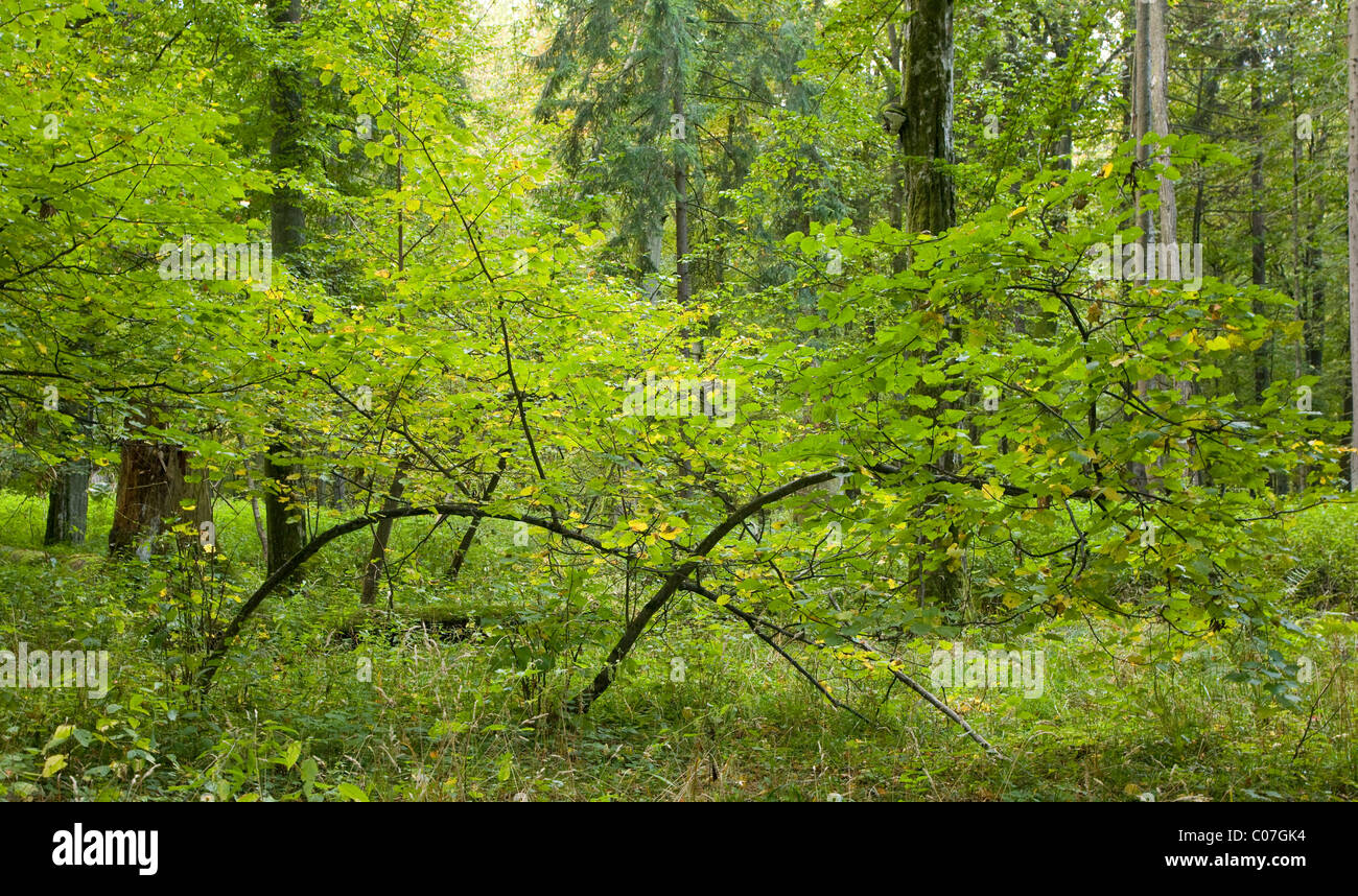 Bent young linden tree full of green leaves in sunny forest Stock Photo