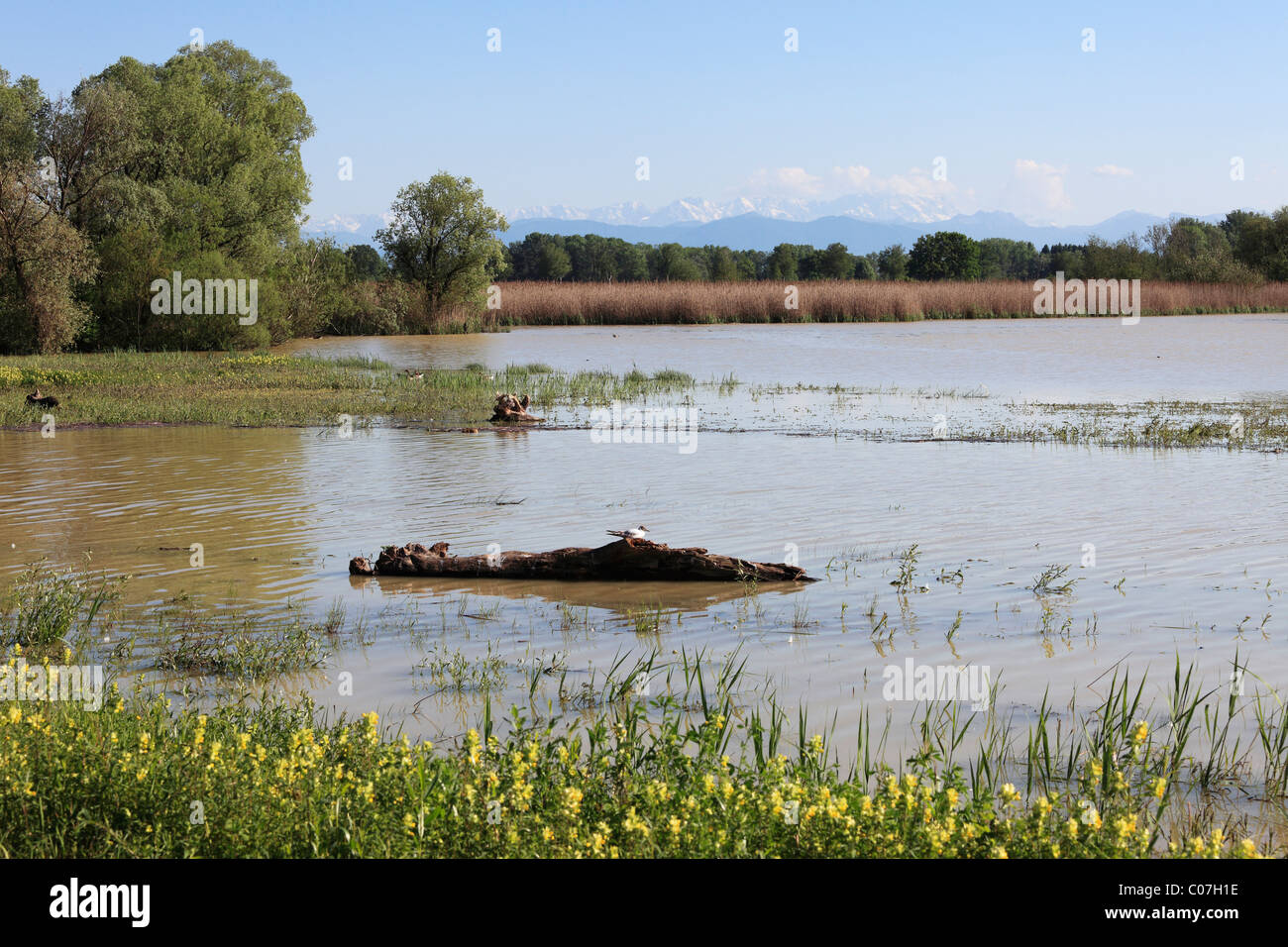 Naturschutzgebiet Ammermuendung nature reserve, Ammersee lake