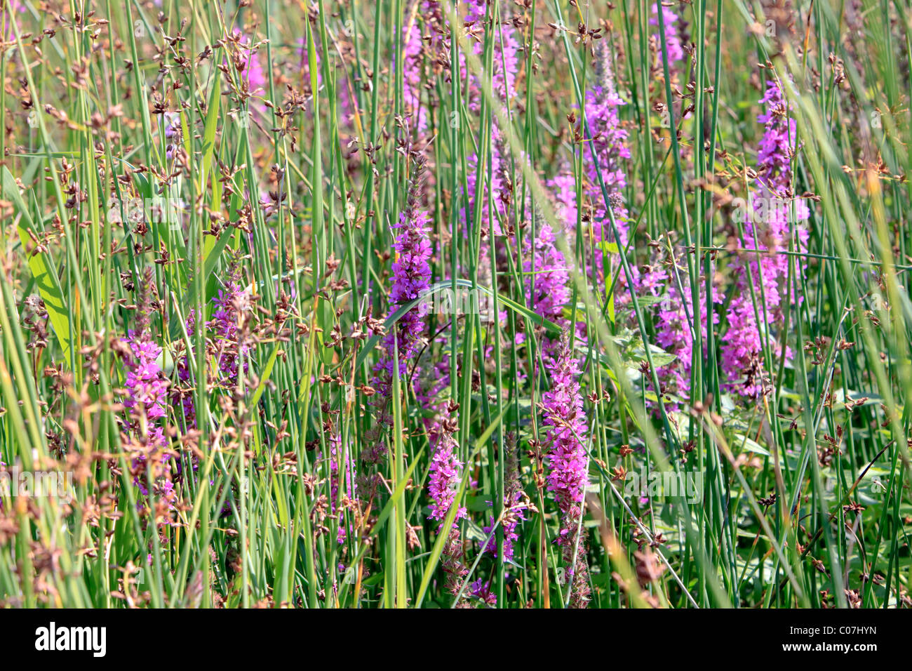 Close-up of purple wild flowers in field of grass Stock Photo - Alamy