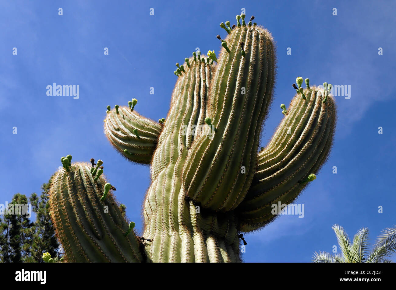 Hombre de pie junto a un gigante cactus saguaro N.P. , Arizona, EE.UU  Fotografía de stock - Alamy