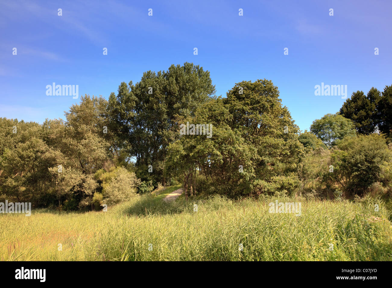 Landscape of meadow with long grass trees. Blue sky Stock Photo - Alamy
