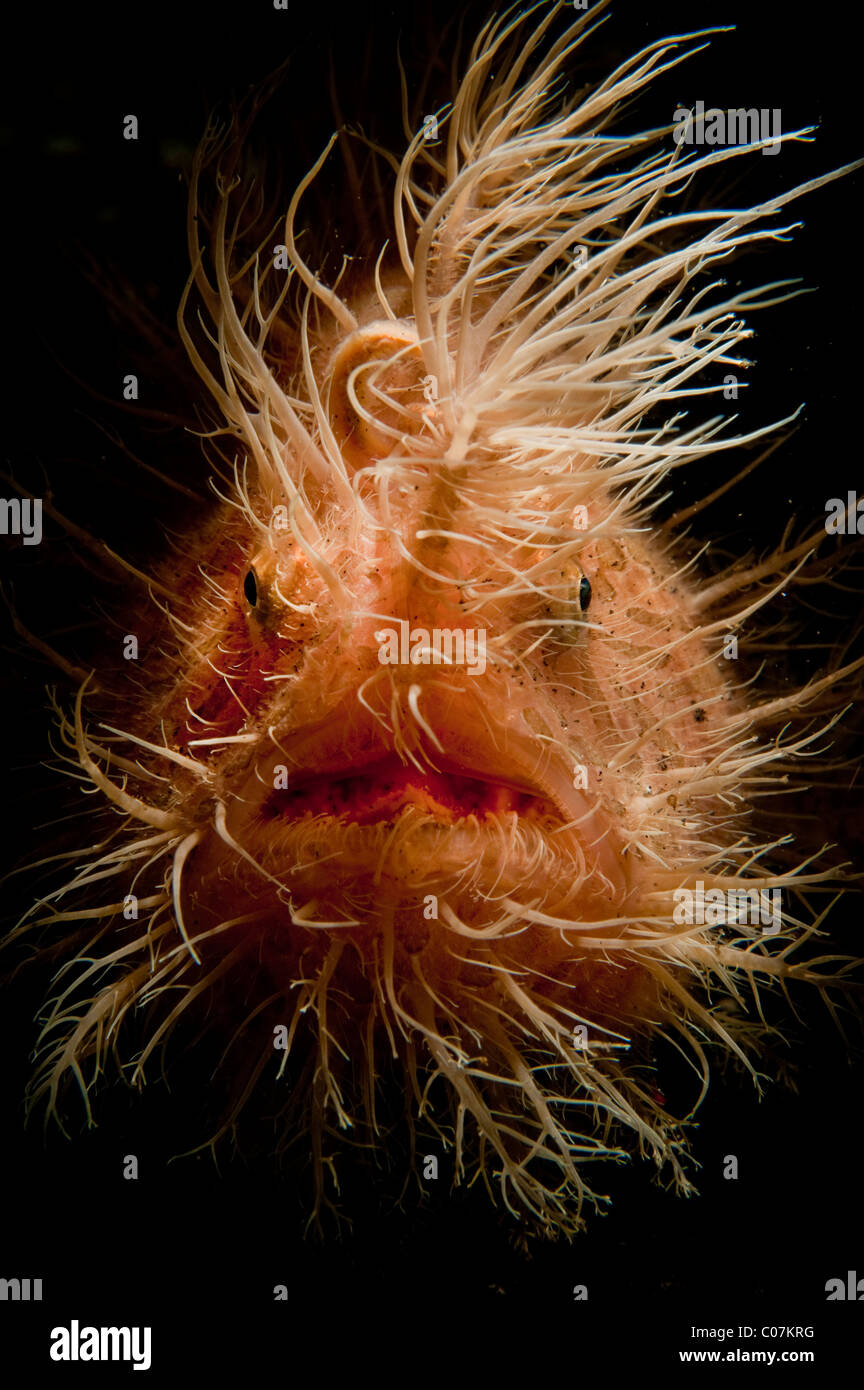 Hairy frogfish, Lembeh, Indonesia Stock Photo