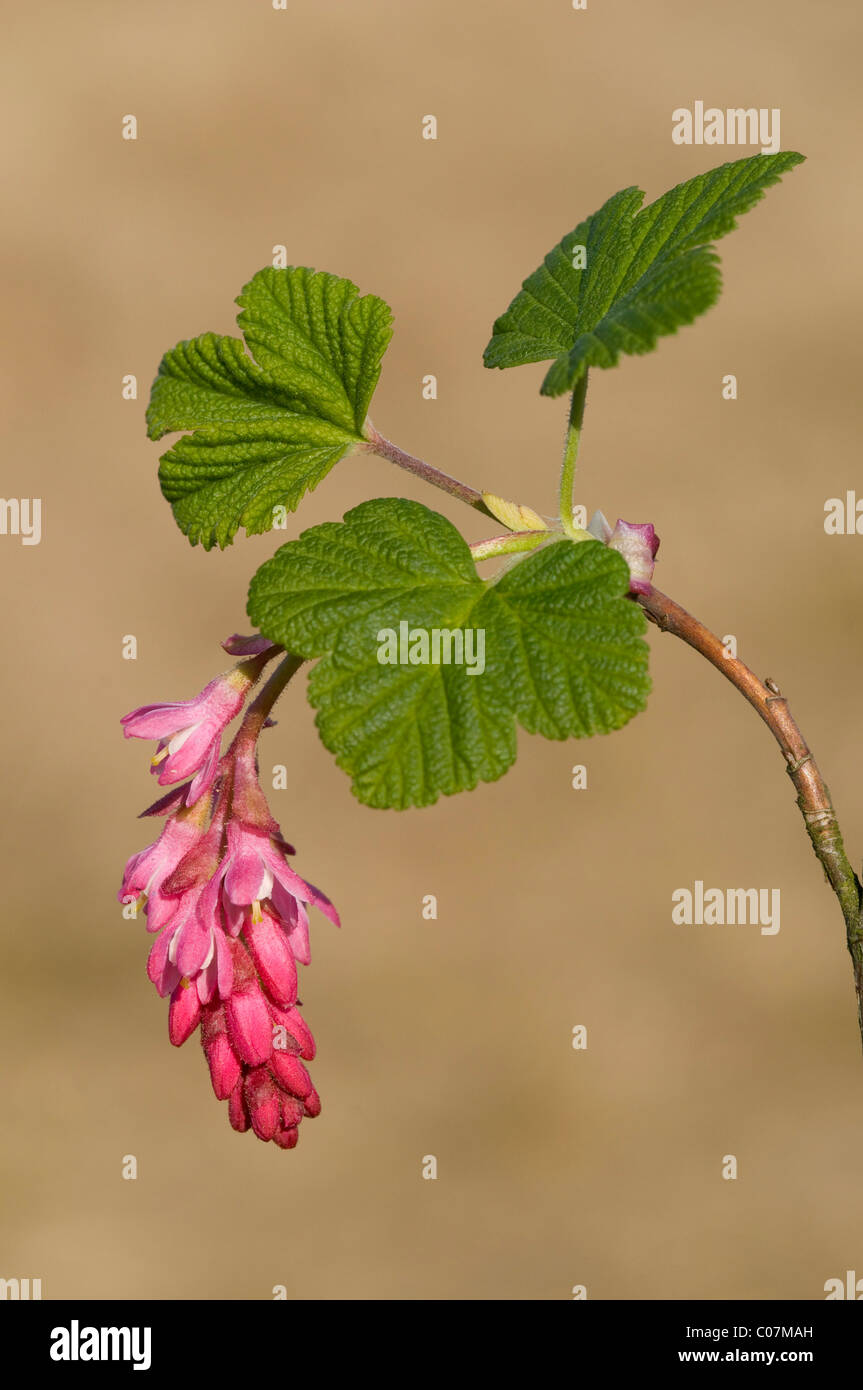 Flowering currant, Red-flowering currant (Ribes sanguineum) Stock Photo