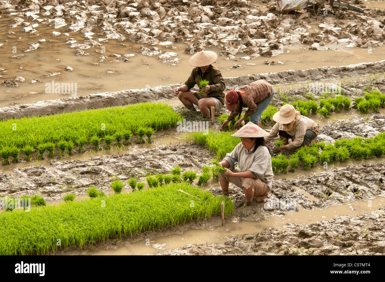 Lao rice workers bunching rice shoots together in a paddy field ...