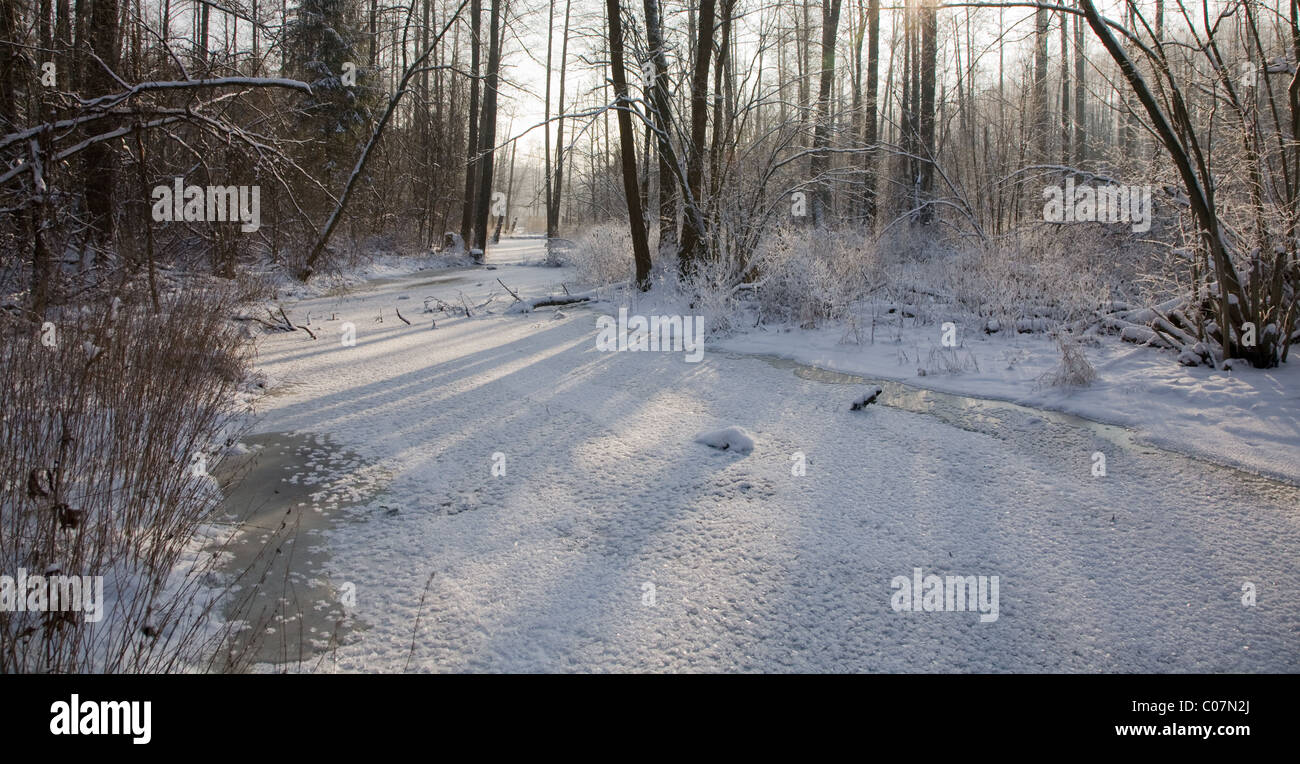 Winter sunny day by iced forest river crossing alder stand Stock Photo