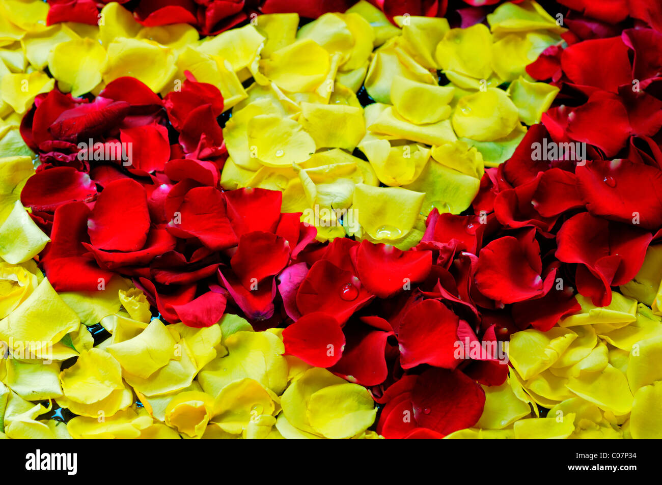 red and yellow rose petals decorate decoration decorating Stock Photo