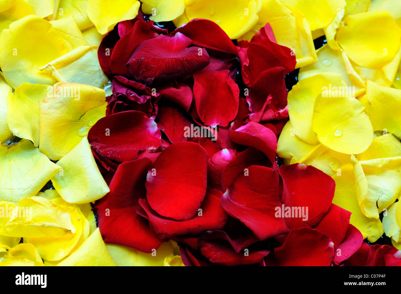 red and yellow rose petals decorate decoration decorating Stock Photo