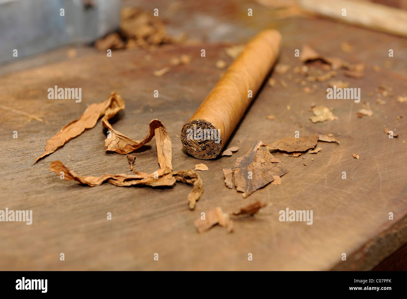 Freshly rolled cigar, cigar factory in Punta Cana, Dominican Republic