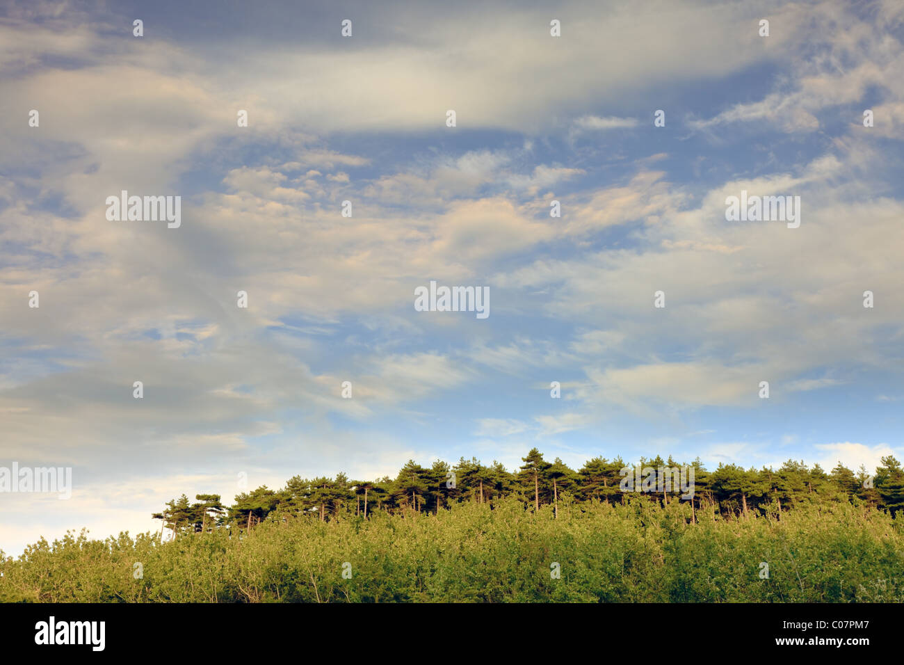 Forest at sunset under blue cloudy sky Stock Photo - Alamy