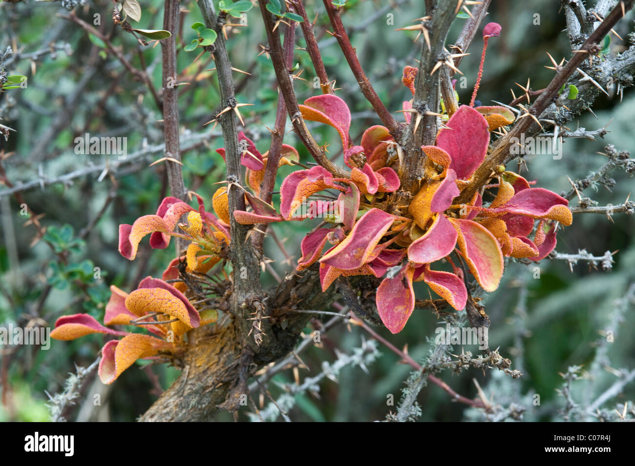 Calafate rust = Roya (Aecidium magellanicum) growing on the Beriberis shrub Torres del Paine National Park Patagonia Chile Stock Photo