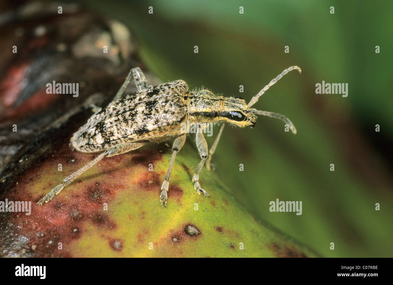 Small Longhorn Beetle (Rhagium inquisitor) Stock Photo