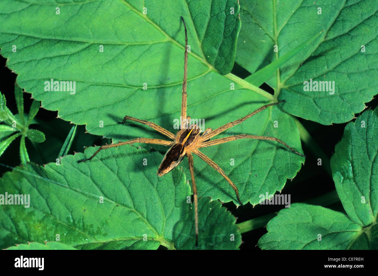 Nursery Web Spider (Pisaura mirabilis) sunning itself Stock Photo