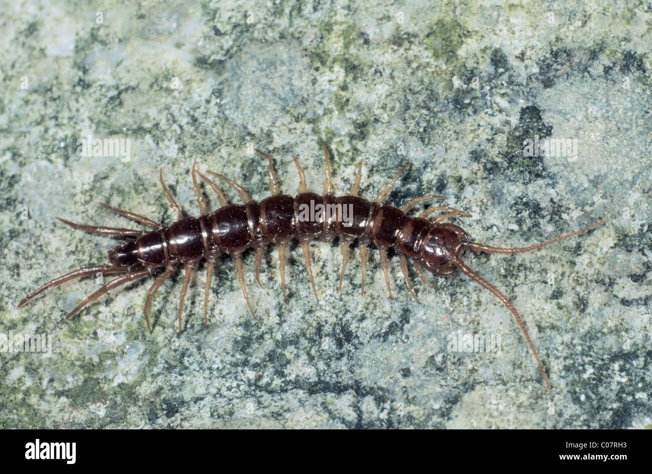 Brown Centipede (Lithobius forficatus) Stock Photo