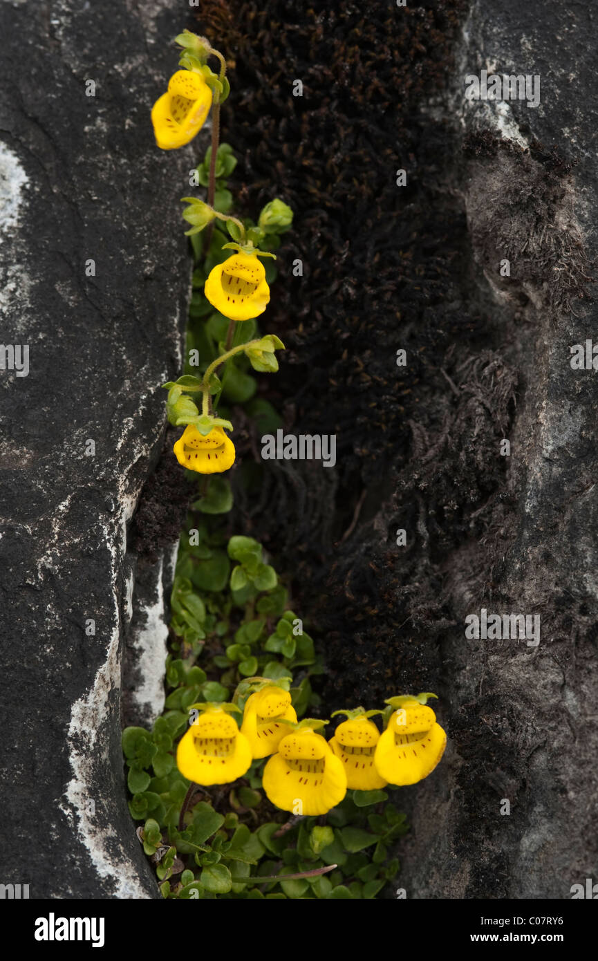 Slipper flower (Calceolaria tenella) grows and flowers in rock crevice Torres del Paine National Park, Patagonia, Chile, South A Stock Photo