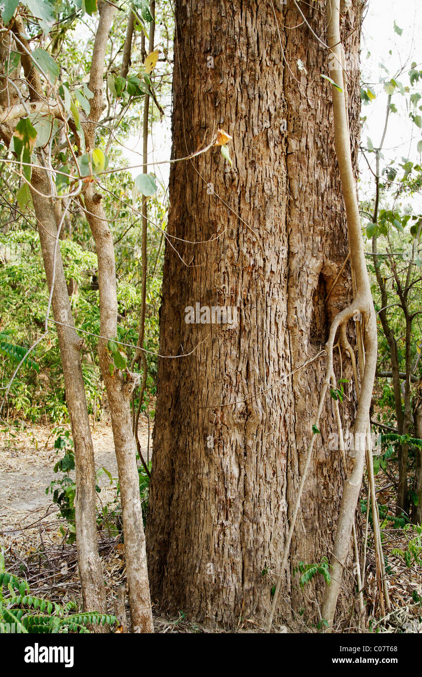 Tree in a forest, Jim Corbett National Park, Nainital, Uttarakhand