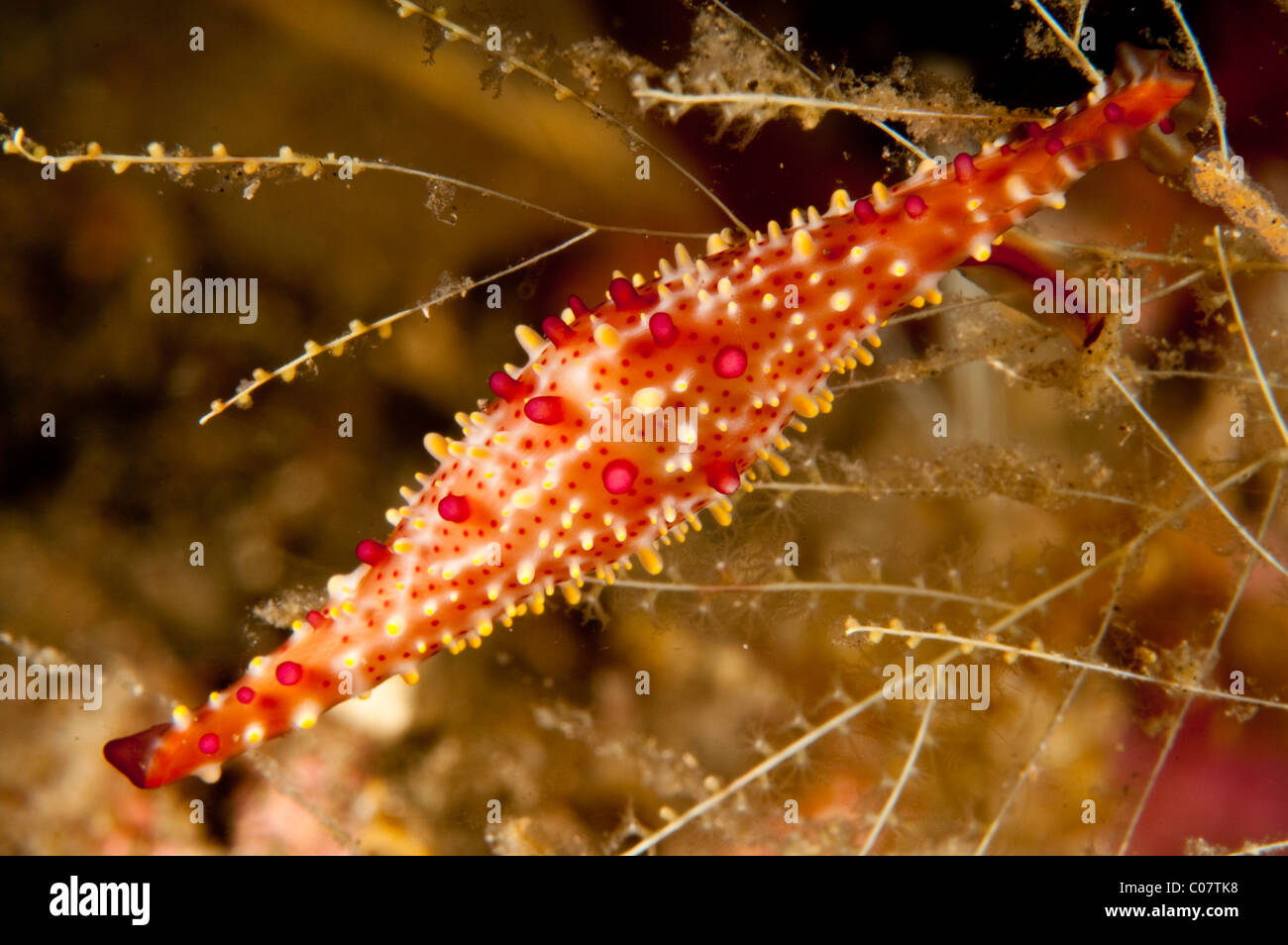 Allied cowrie, Lembeh, Indonesia Stock Photo