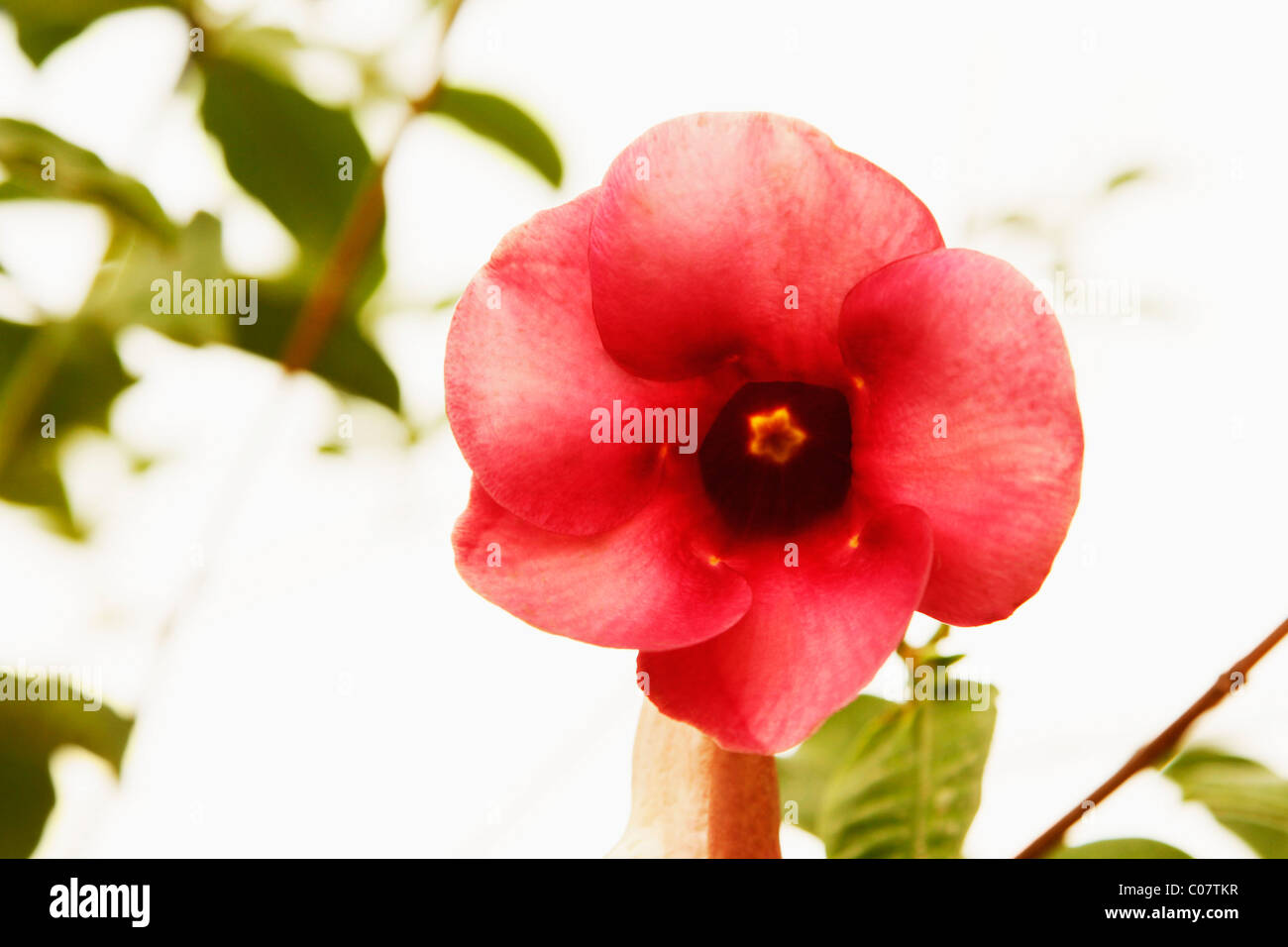 National flower of india hi-res stock photography and images - Alamy