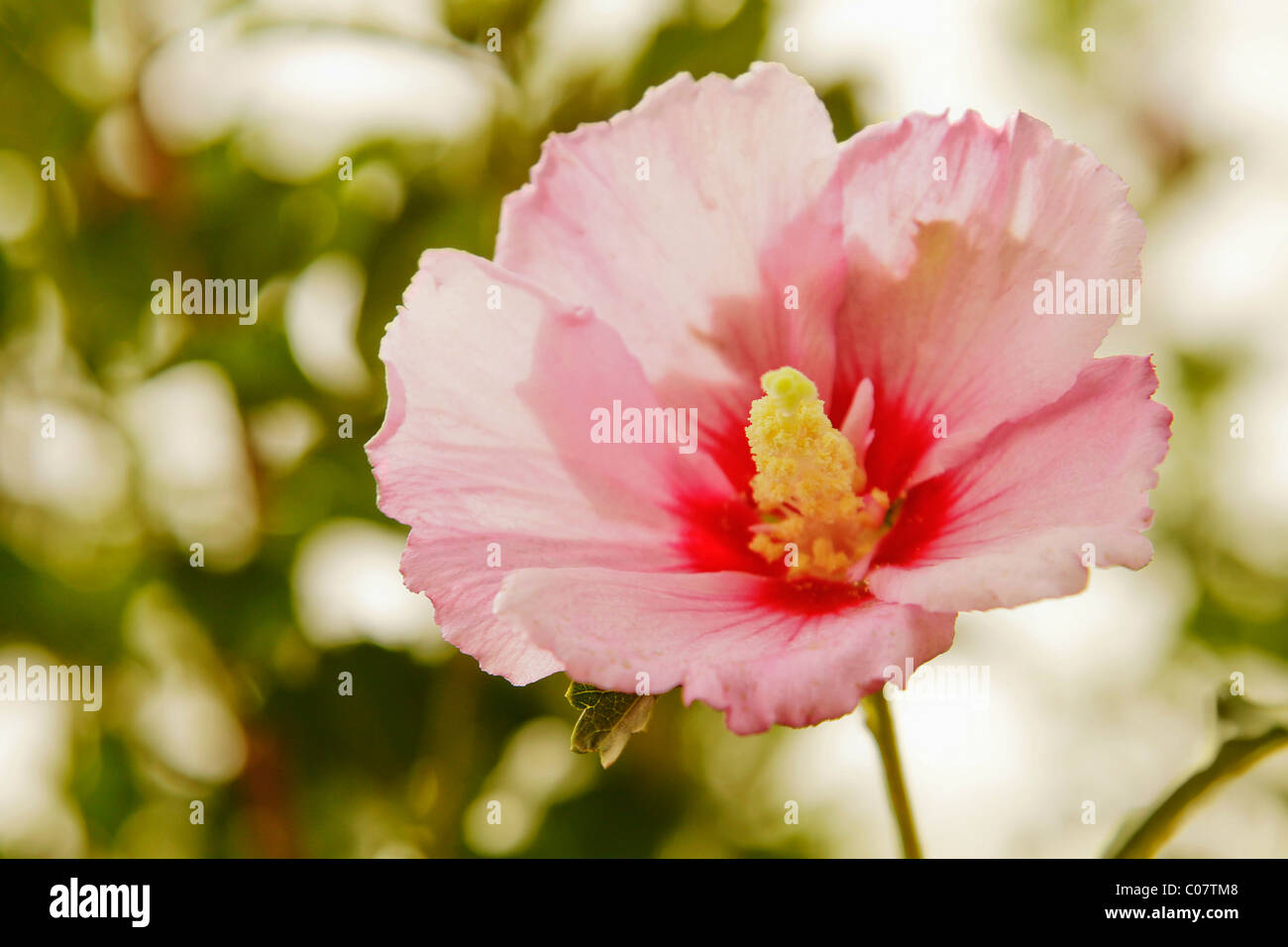 National flower of india hi-res stock photography and images - Alamy