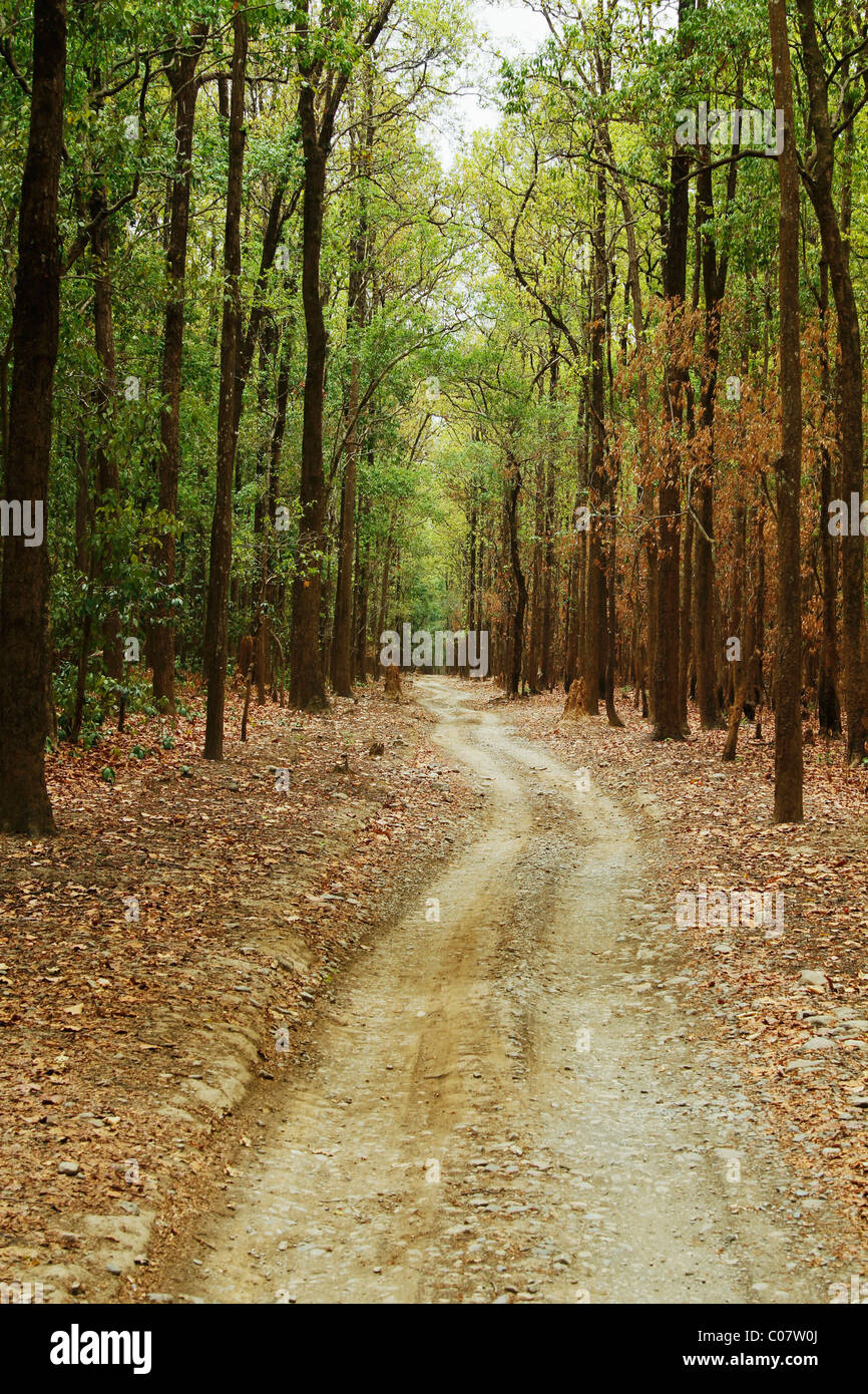 Dirt road passing through a forest, Jim Corbett National Park, Nainital