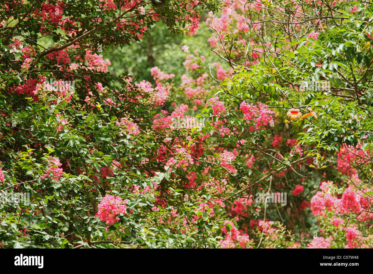 Trees in a forest, Jim Corbett National Park, Nainital, Uttarakhand