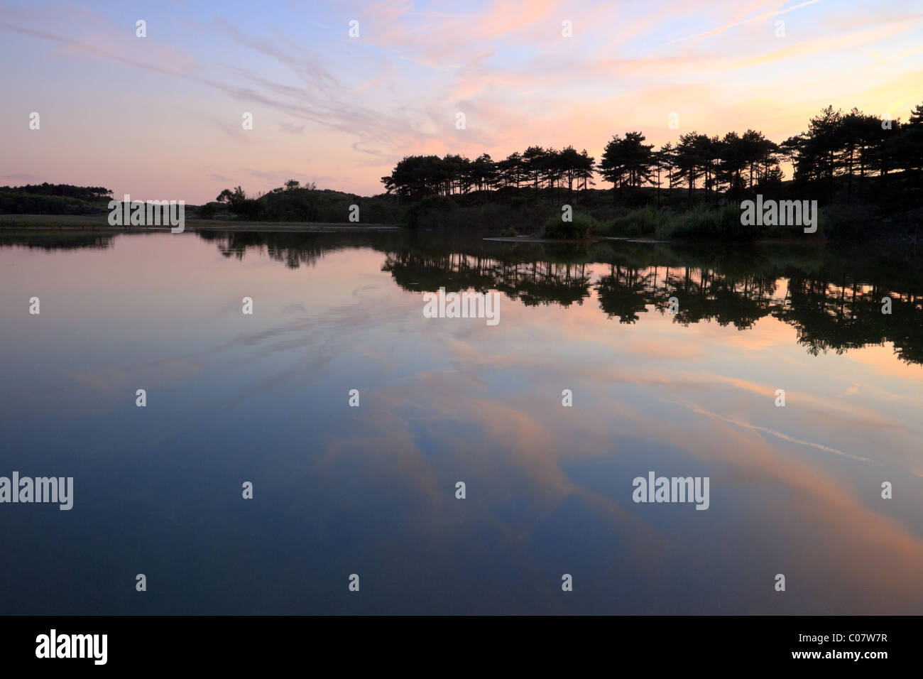 Lake with row of pine trees at sunset Stock Photo - Alamy