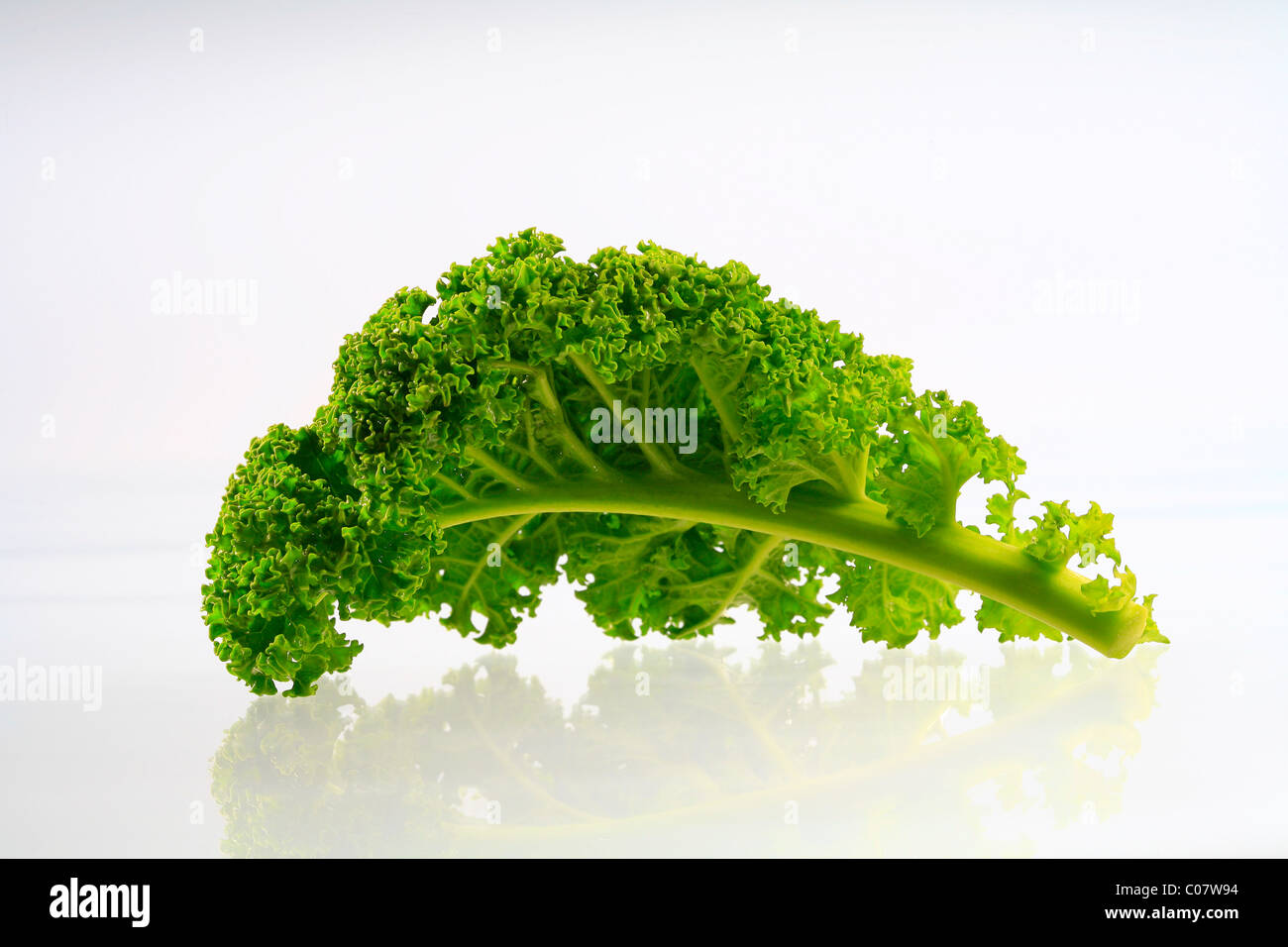 Kale or Borecole Stock Photo