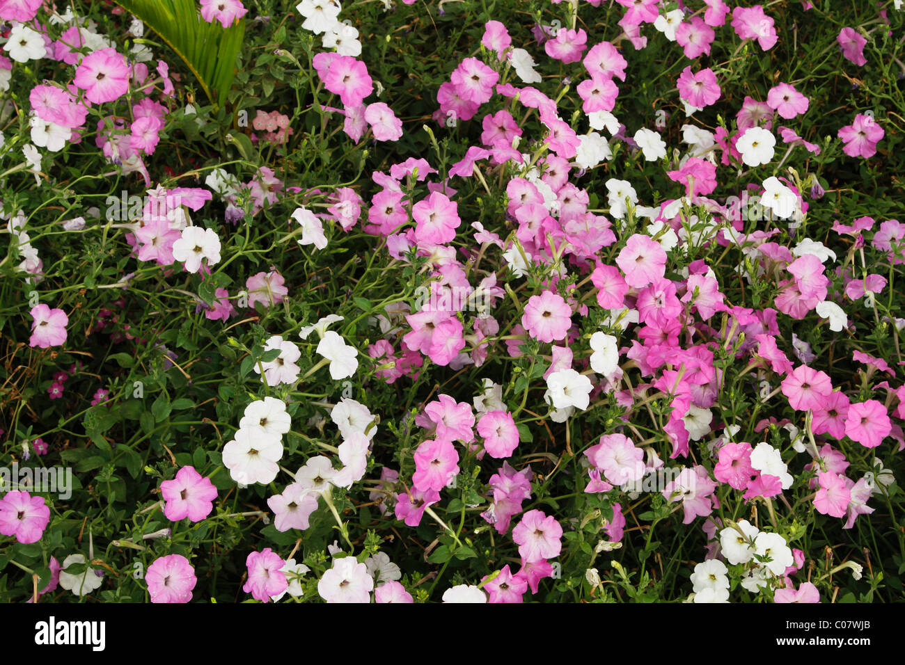 Uttarakhand flower hires stock photography and images Alamy