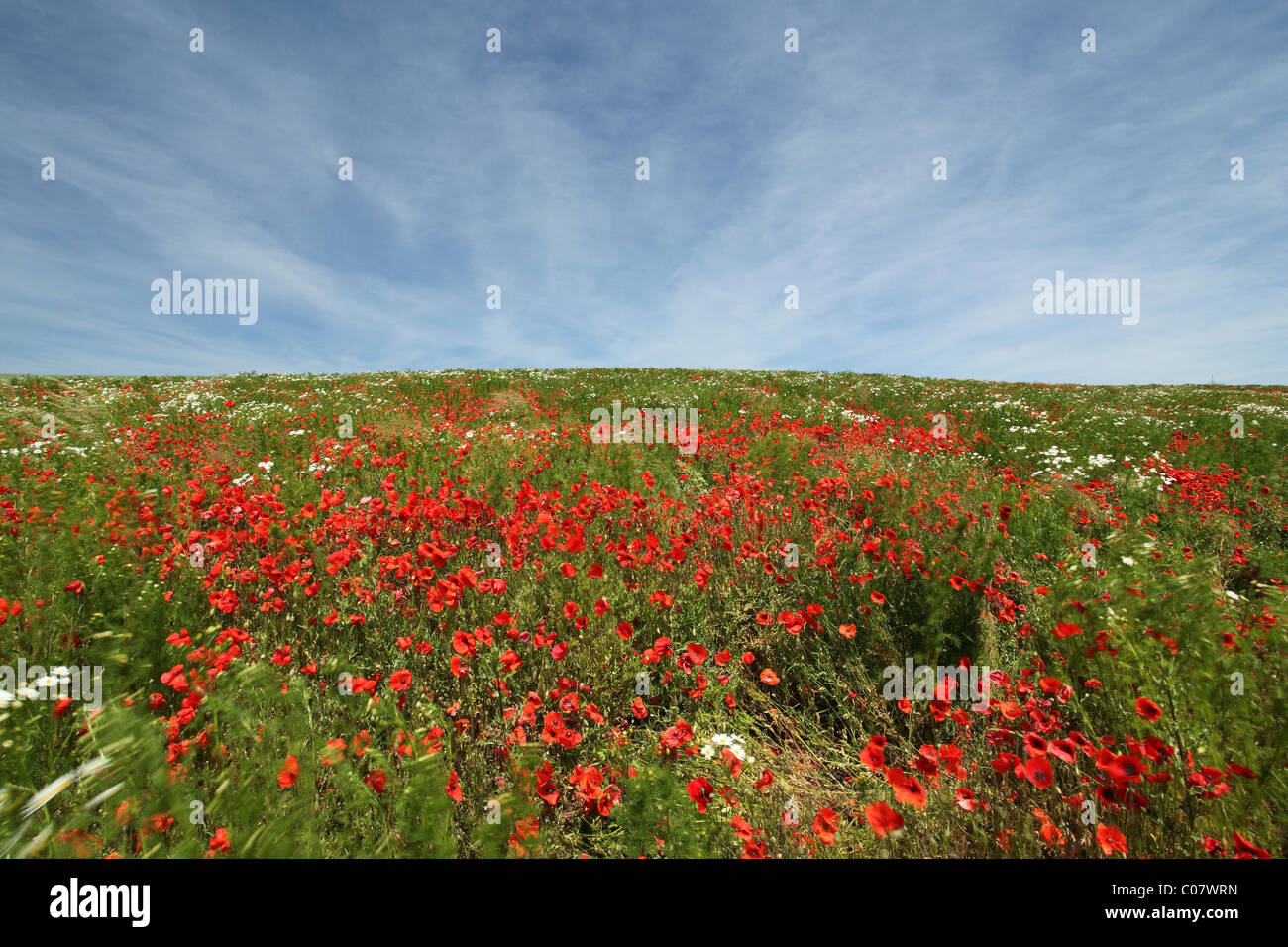 Field of Poppy (Papaver rhoeas) in the wind, Limburg, Hesse, Germany, Europe Stock Photo
