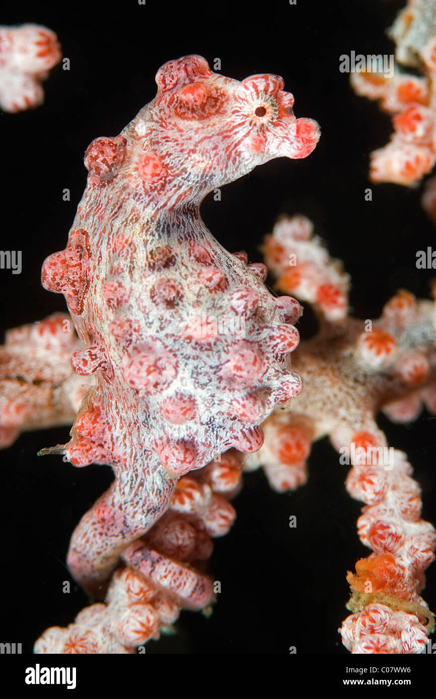 Pygmy seahorse, Lembeh, Indonesia Stock Photo