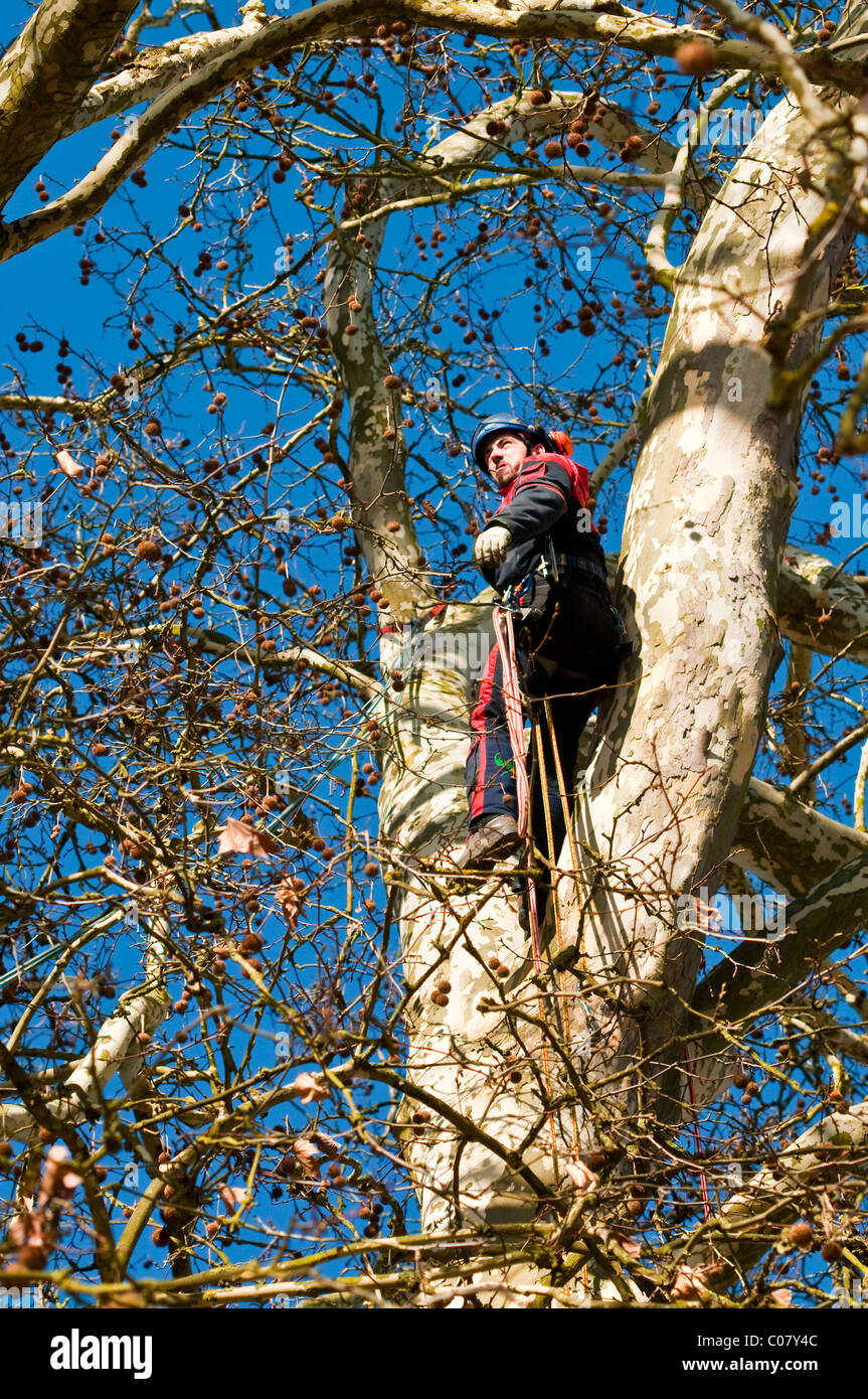 Tree surgeon checking tall Plane tree - Indre-et-Loire, France. Stock Photo