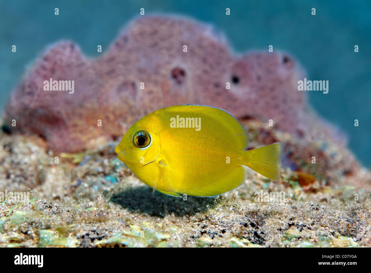 Blue Tang (Acanthurus coeruleus), yellow juvenile form, swimming in front of sponge, Saint Lucia, St. Lucia Island Stock Photo