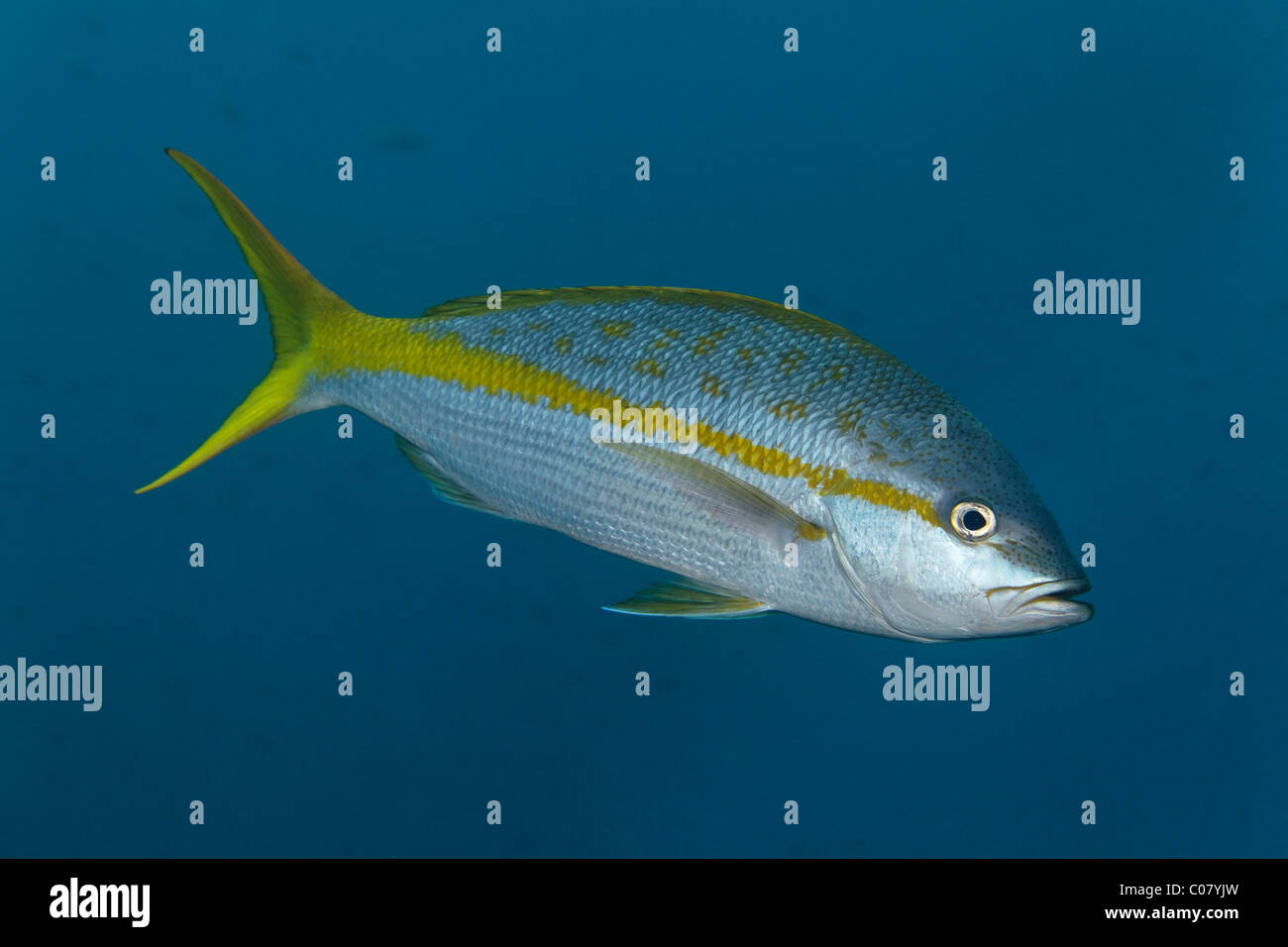 Snapper Fish In Water