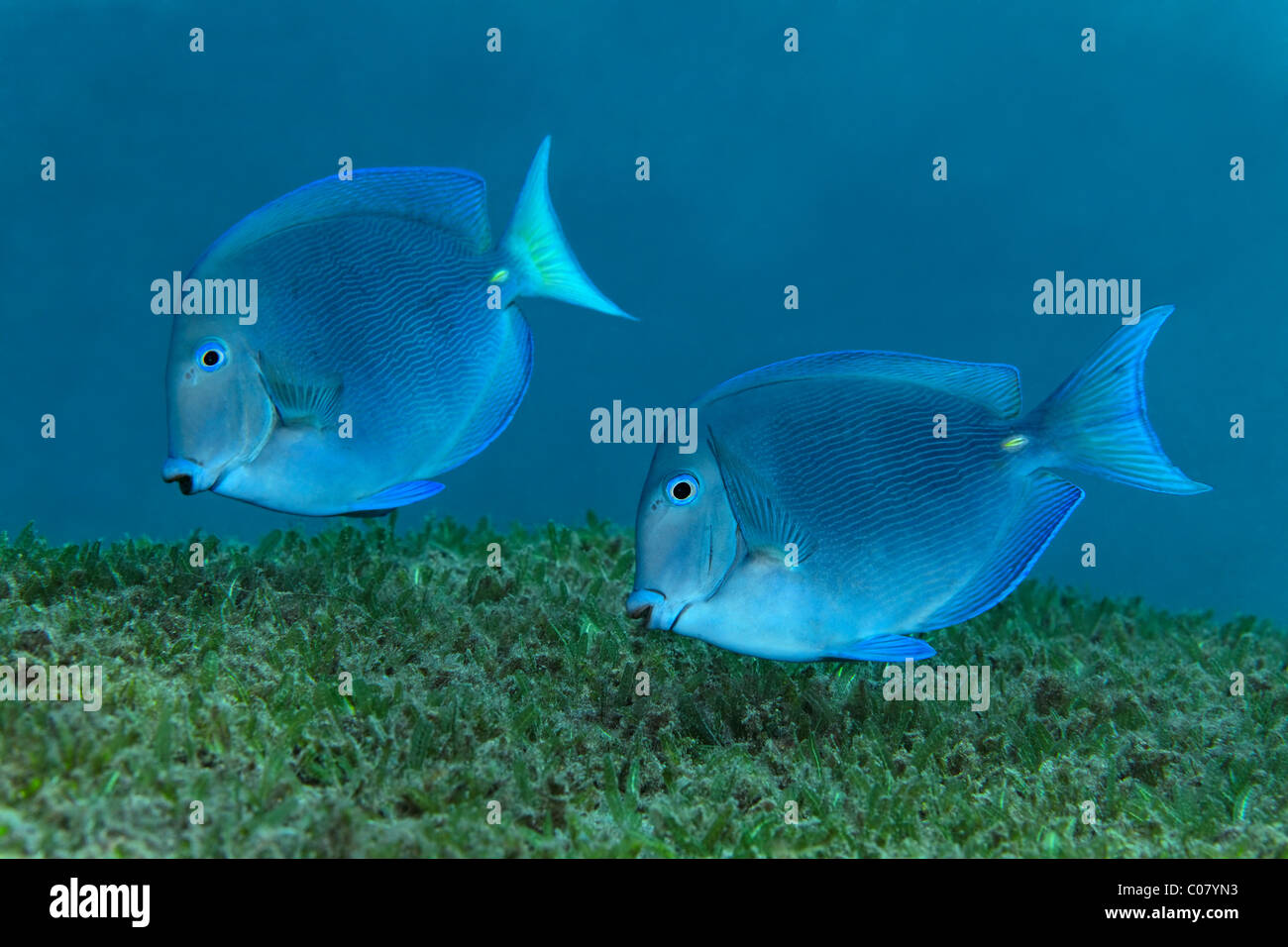 Blue Tang (Acanthurus coeruleus), swimming above seaweed, Saint Lucia, St. Lucia Island, Windward Islands, Lesser Antilles Stock Photo