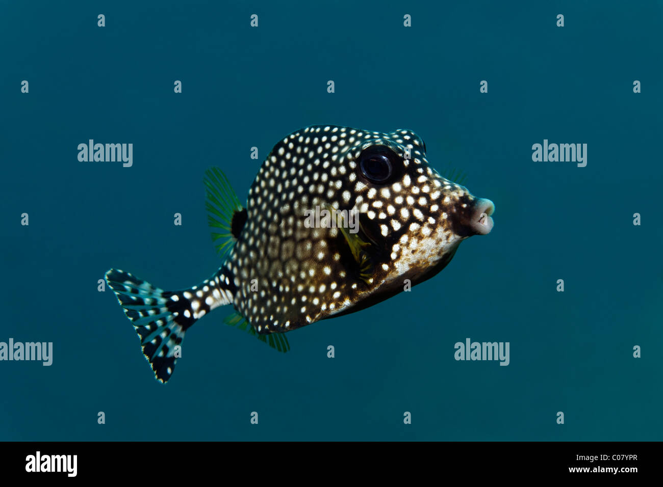 Smooth Trunkfish, (Lactophrys triqueter), swimming in blue water, Saint Lucia, St. Lucia, Insel, Inseln unter dem Wind Stock Photo