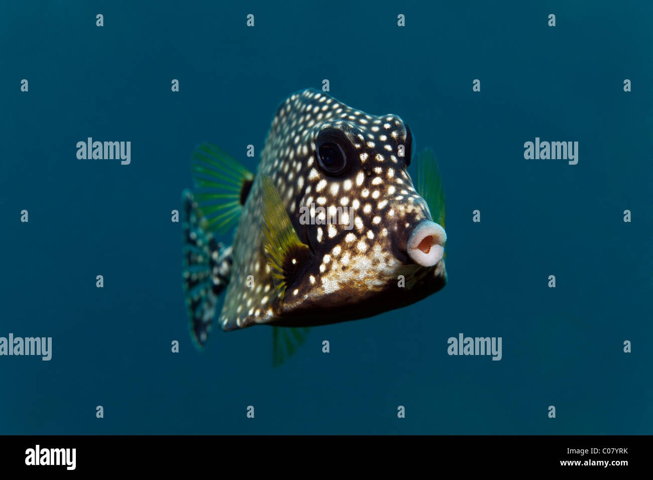 Smooth Trunkfish (Lactophrys triqueter), swimming in blue water, Saint Lucia, St. Lucia, Insel, Inseln unter dem Wind Stock Photo