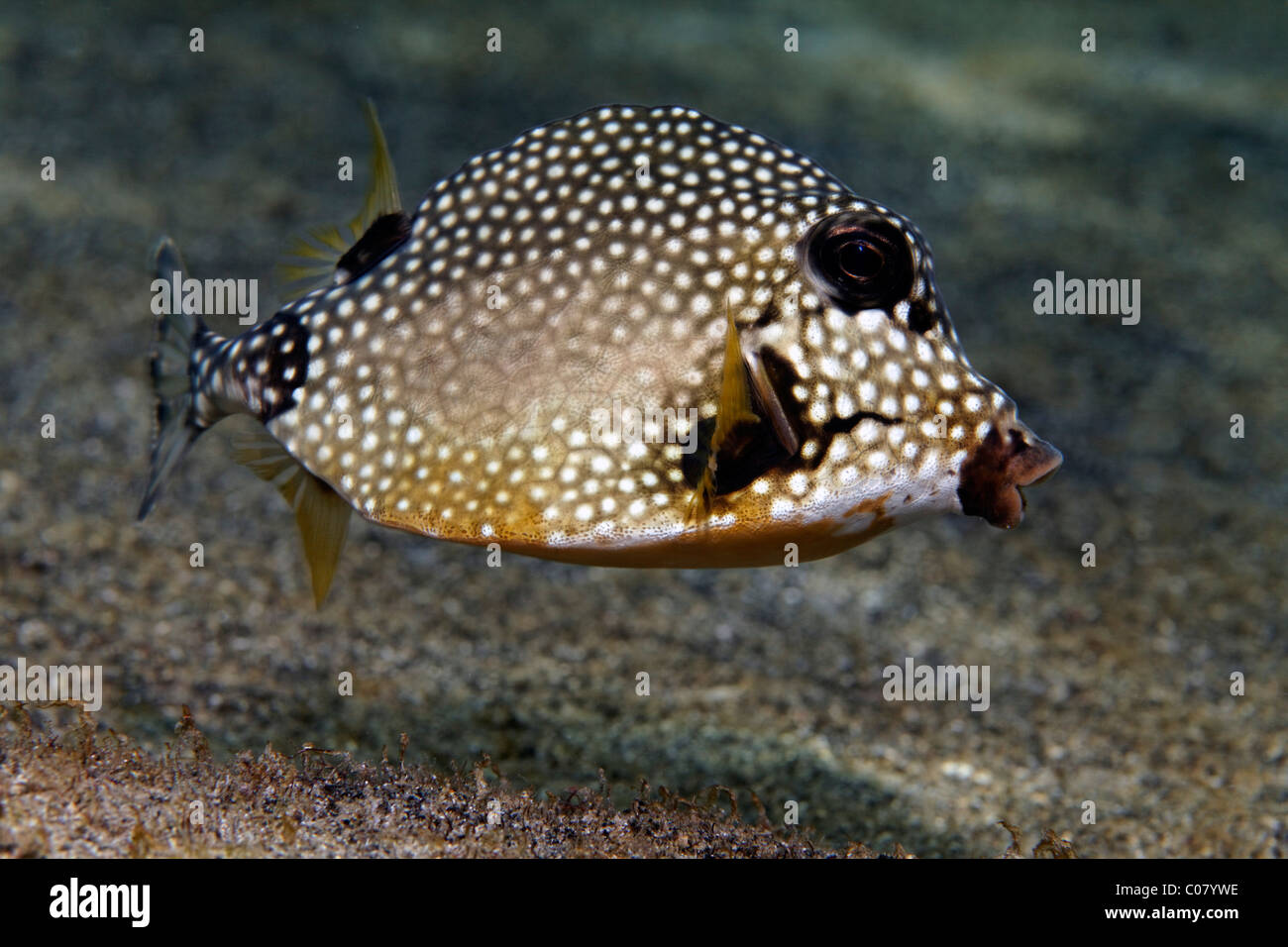 Smooth Trunkfish (Lactophrys triqueter), swimming above sandy bottom, Saint Lucia, St. Lucia, Insel, Inseln unter dem Wind Stock Photo