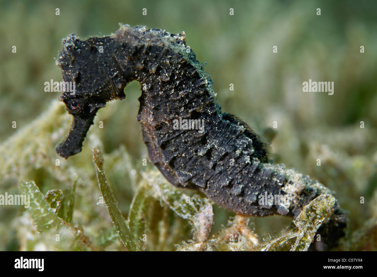 Longsnout Seahorse, (Hippocampus reidi), resting on seaweed, Saint Lucia, St. Lucia, Insel, Inseln unter dem Wind Stock Photo