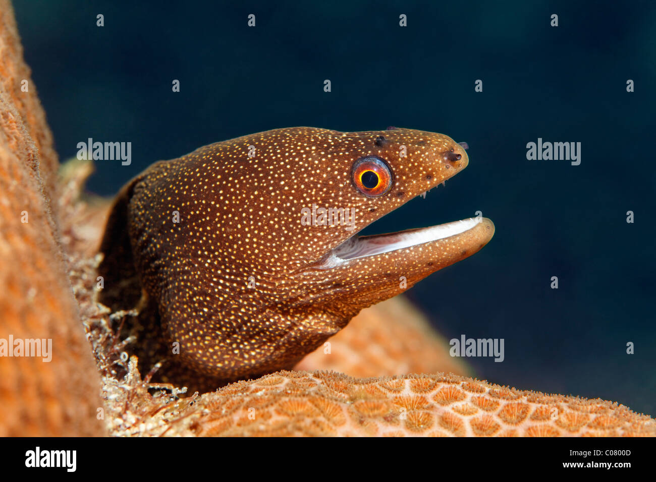 Goldentail Moray, (Gymnothorax miliaris), resting on stone coral, Saint Lucia, St. Lucia, Insel, Inseln unter dem Wind Stock Photo