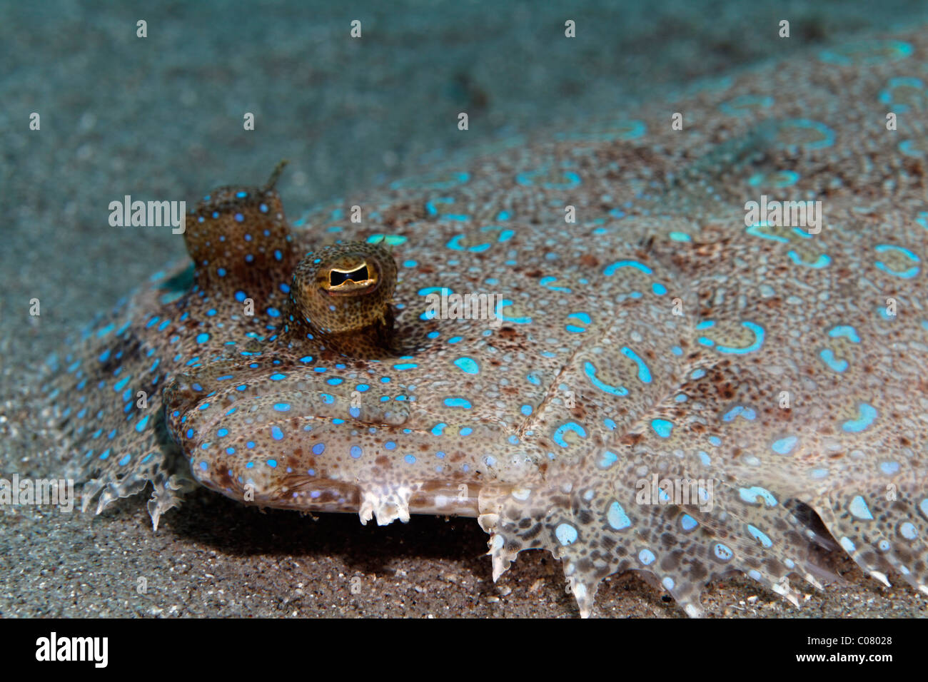 Peacock flounder caribbean hires stock photography and images Alamy